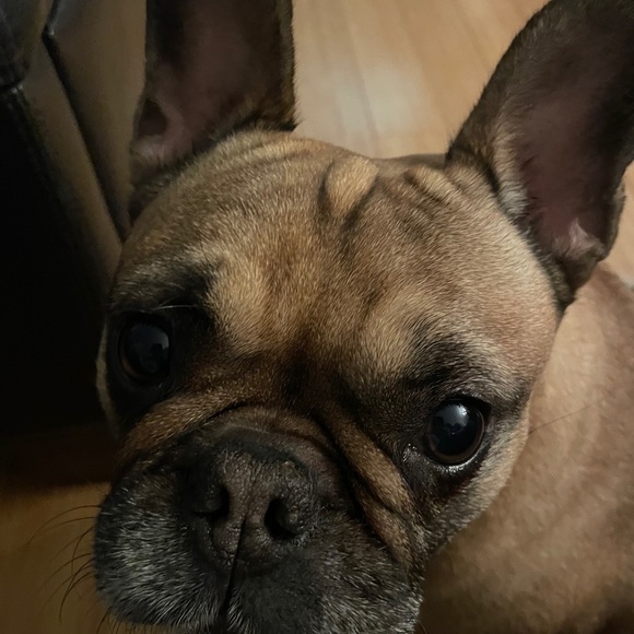 Meet your Posher, Lani - Picture 1 of 1